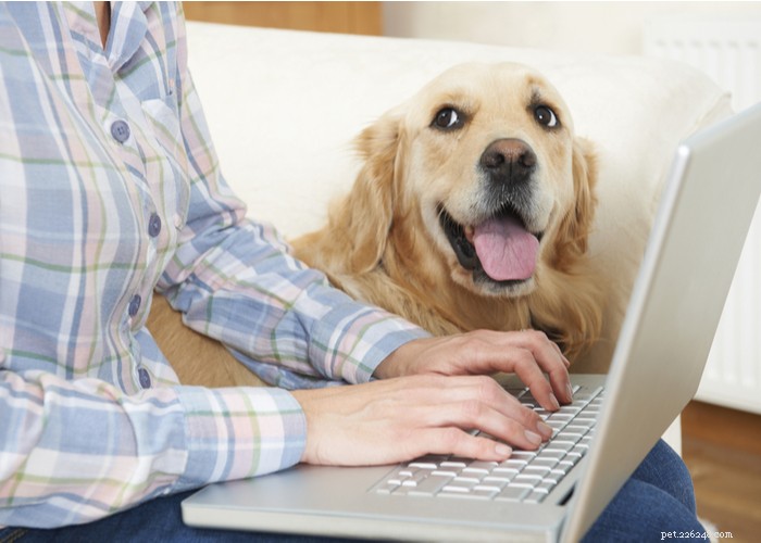 Estes são os 6 principais sites on-line de medicamentos para animais de estimação