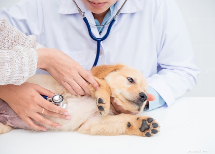 Dessa är de sex bästa webbplatserna för läkemedel för husdjur online