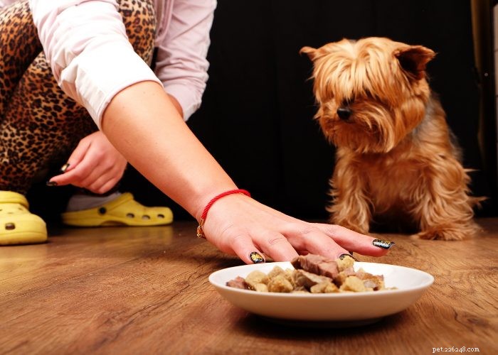20 razões pelas quais um cachorro não come ou bebe:uma visão geral