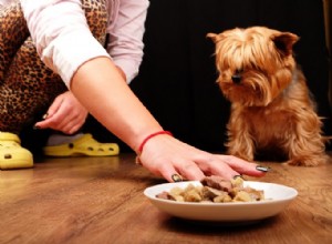 개가 먹거나 마시지 않는 20가지 이유:개요