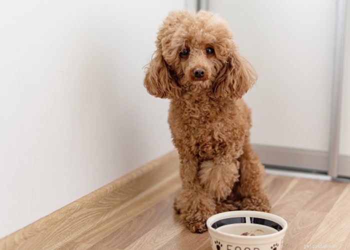 20 redenen waarom een ​​hond niet wil eten of drinken:een overzicht