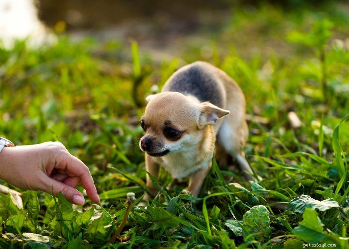 20 razões pelas quais um cachorro não come ou bebe:uma visão geral