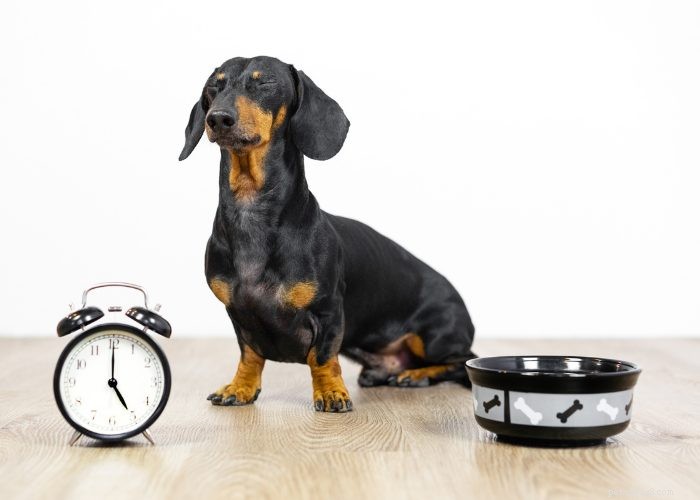 20 skäl till varför en hund inte vill äta eller dricka:en översikt