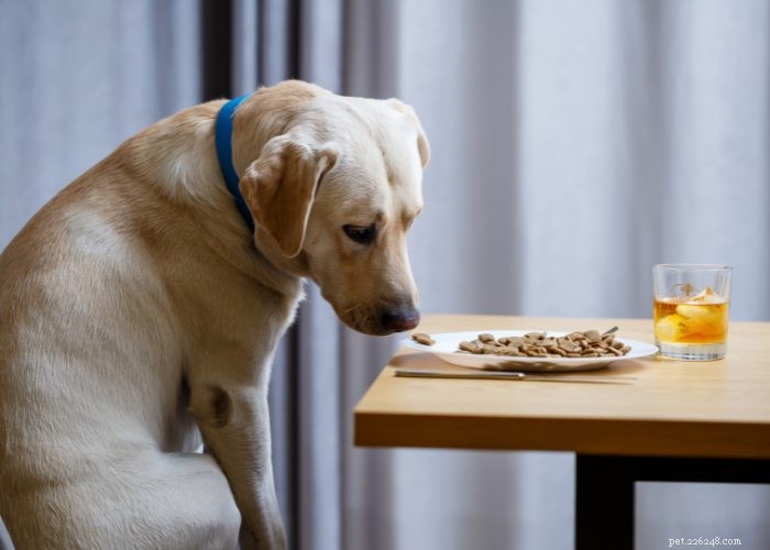 20 raisons pour lesquelles un chien refuse de manger ou de boire :un aperçu