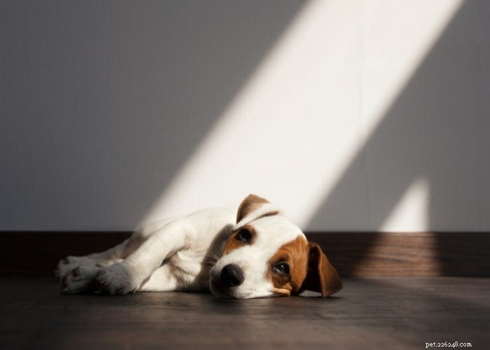 20 důvodů, proč pes nejí ani nepije:Přehled