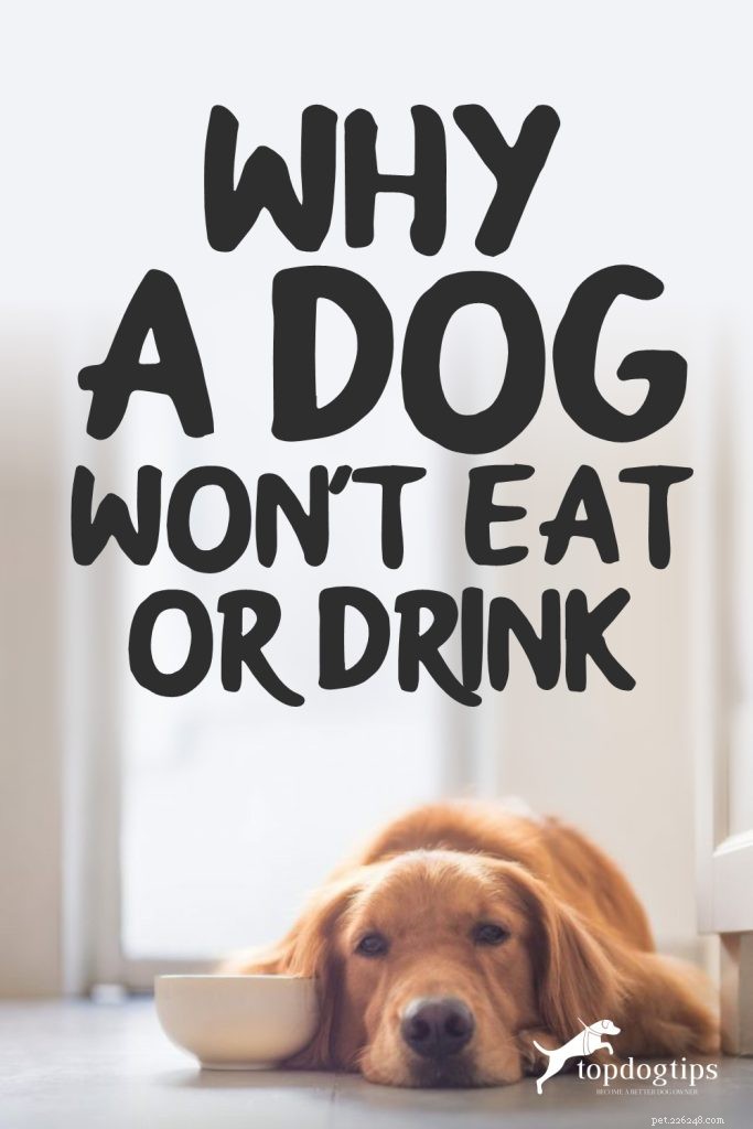 20 skäl till varför en hund inte vill äta eller dricka:en översikt