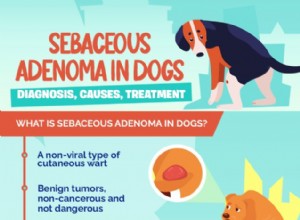 犬の皮脂腺腫：診断、原因、治療 