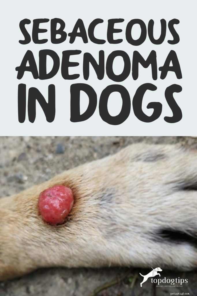 Sebaceous adenom hos hundar:diagnos, orsaker, behandling