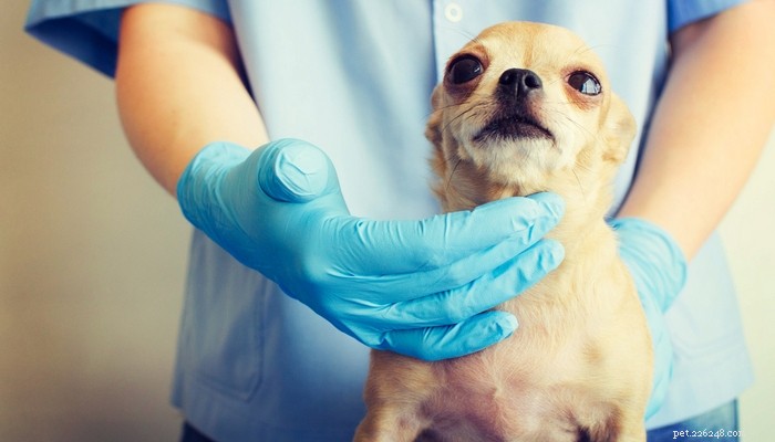 Cushings sjukdom hos hundar:symtom, diagnos och behandlingar