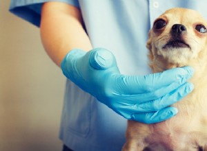 Cushingova choroba u psů:příznaky, diagnostika a léčba
