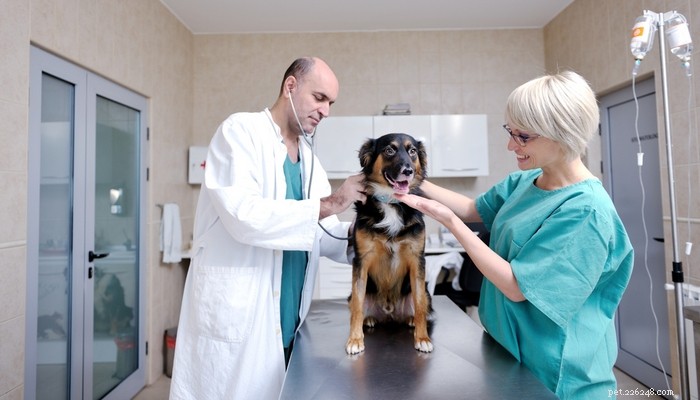 Cushingova choroba u psů:příznaky, diagnostika a léčba