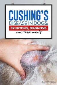 Maladie de Cushing chez le chien :symptômes, diagnostic et traitements