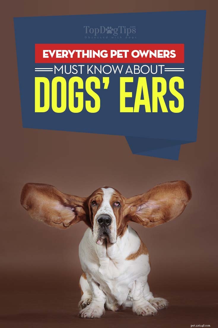 Dog Ears 101:개를 돌보고 문제를 예방하는 방법