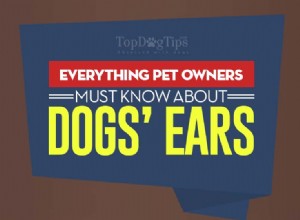 Dog Ears 101:개를 돌보고 문제를 예방하는 방법