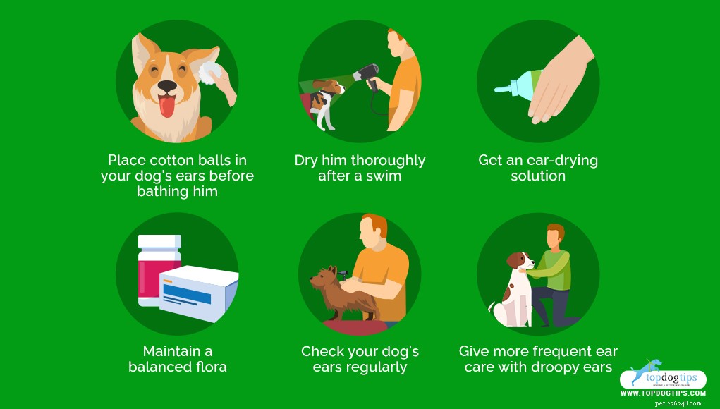 Oreilles de chien 101 :Comment en prendre soin et prévenir les problèmes