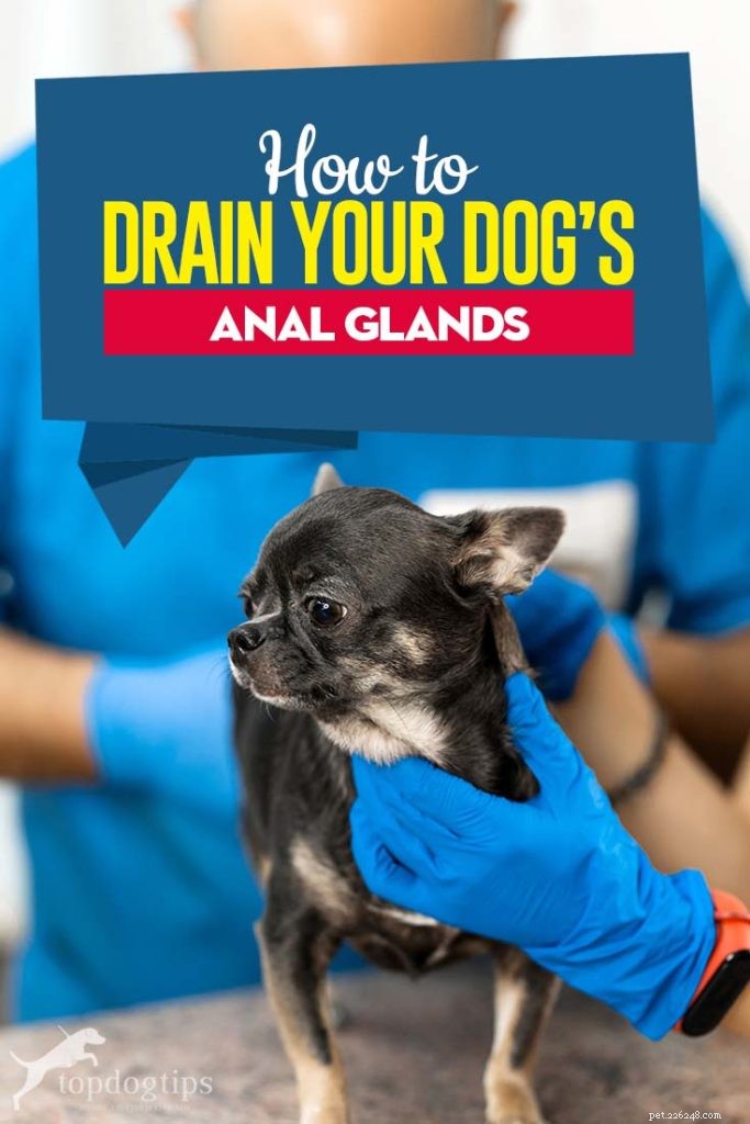 犬の肛門腺を排出する方法 