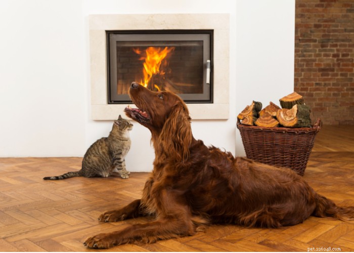 애완동물 화재 안전:화재 시즌 동안 기억해야 할 23가지 팁