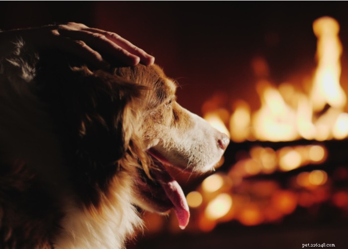 Пожарная безопасность домашних животных:23 совета, которые следует помнить во время пожароопасного сезона