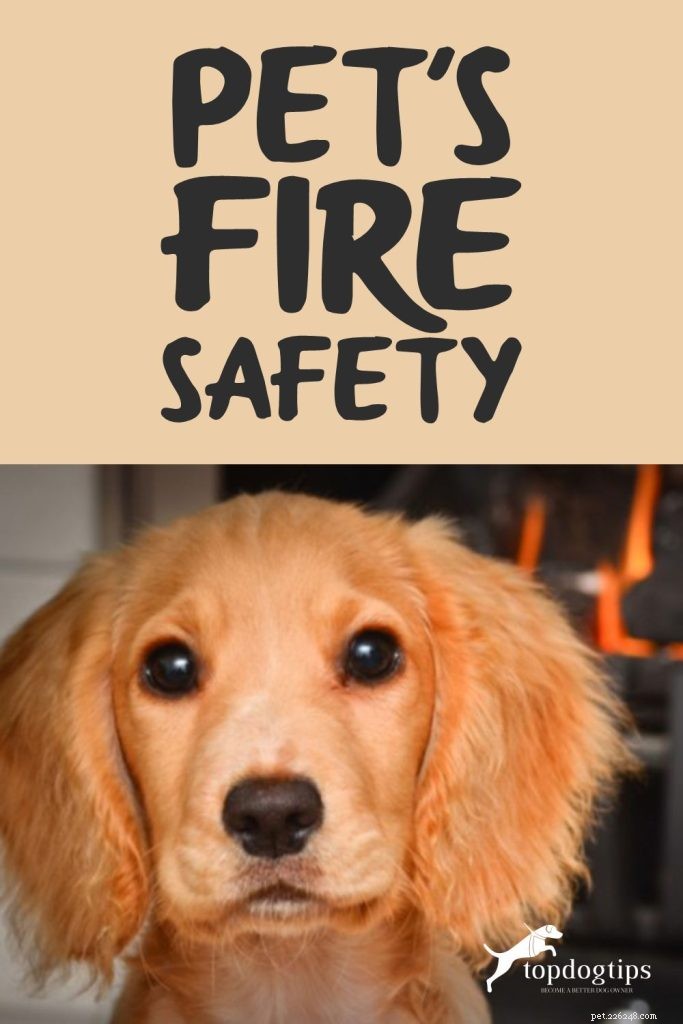 Sicurezza antincendio per animali domestici:23 suggerimenti da ricordare durante la stagione degli incendi