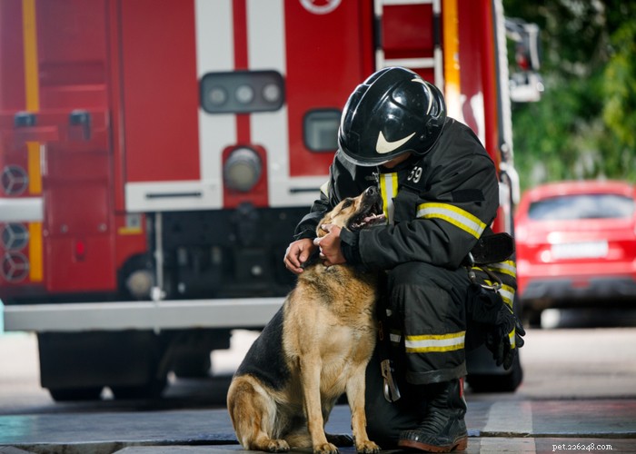 Djurets brandsäkerhet:23 tips att komma ihåg under brandsäsongen