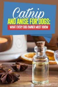 Anis och kattmynta för hundar:Vad du behöver veta