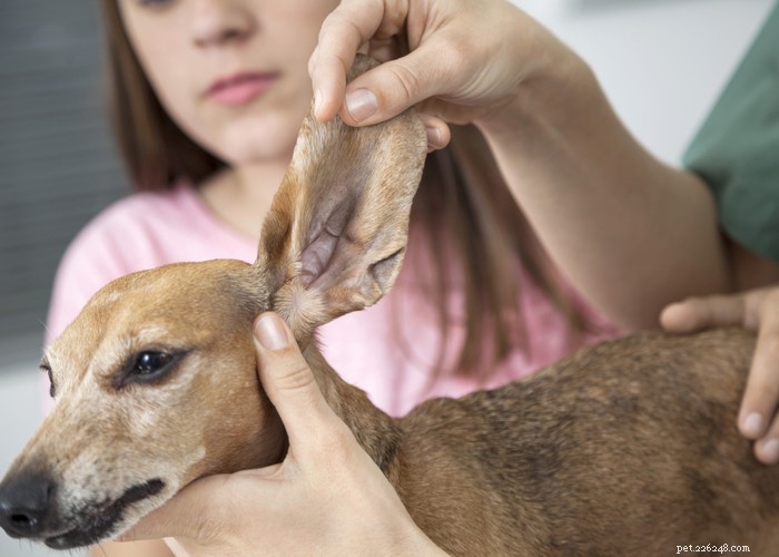 Kupování psích uší:Proč se to dělá a jak to ovlivňuje špičáky