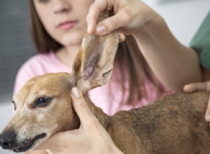 犬の耳を切り取る：なぜそれが行われるのか、そしてそれが犬歯にどのように影響するのか