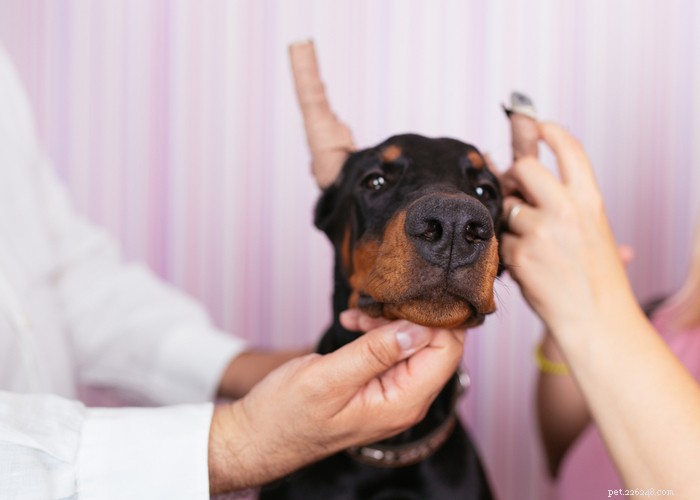 Cortar orelhas de cachorro:por que é feito e como afeta os caninos