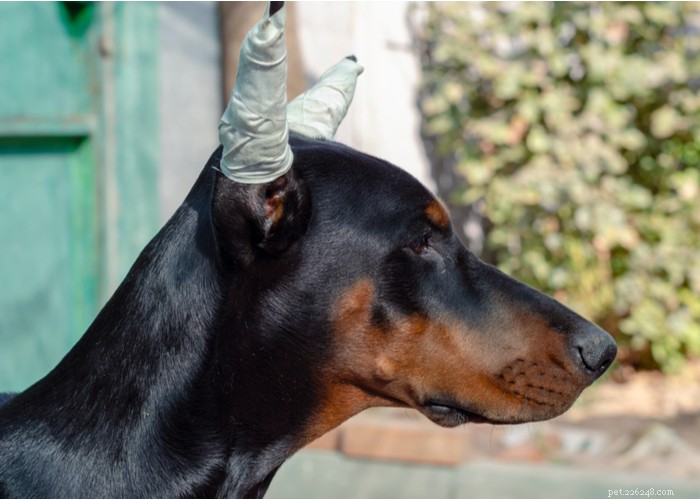 Tagliare le orecchie ai cani:perché è fatto e come influisce sui cani