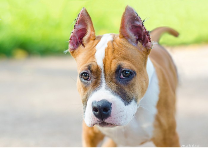 Cortar orelhas de cachorro:por que é feito e como afeta os caninos