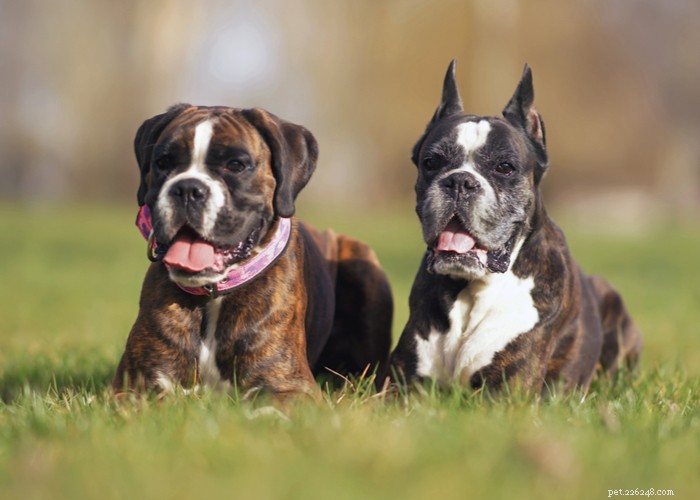 Tagliare le orecchie ai cani:perché è fatto e come influisce sui cani
