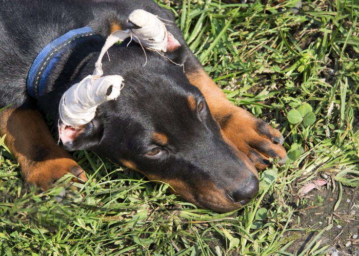 Couper des oreilles de chien :pourquoi est-ce fait et comment cela affecte-t-il les chiens