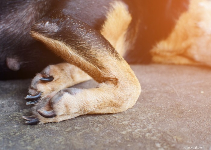 강아지의 관절 건강을 온전하게 유지하고 관절 문제를 예방하기 위한 5가지 팁