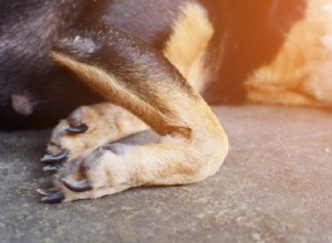 5 conseils pour préserver la santé articulaire de votre chien et prévenir les problèmes articulaires