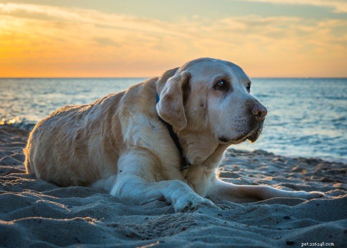 5 consigli per mantenere intatta la salute articolare del tuo cane e prevenire problemi articolari