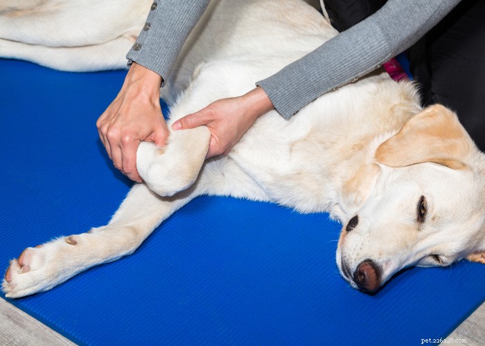 犬の関節の健康を維持し、関節の問題を防ぐための5つのヒント 