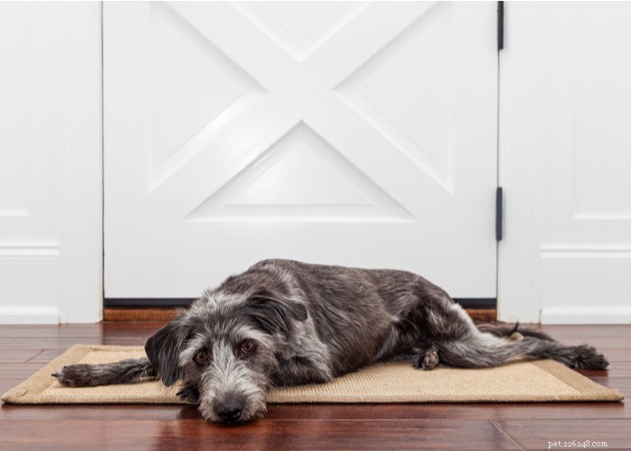 5 consigli per mantenere intatta la salute articolare del tuo cane e prevenire problemi articolari