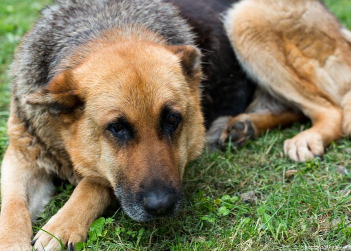 5 tips om de gewrichtsgezondheid van uw hond intact te houden en gewrichtsproblemen te voorkomen