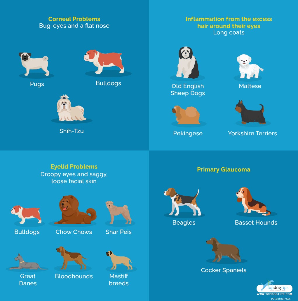 7 gravi problemi agli occhi nei cani (e come affrontarli)