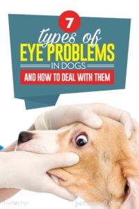 犬の7つの深刻な目の問題（およびそれらに対処する方法） 