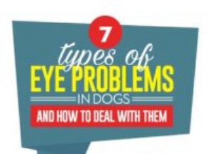 개의 심각한 눈 문제 7가지(및 대처 방법)