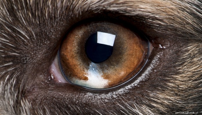 7 ernstige oogproblemen bij honden (en hoe ermee om te gaan)