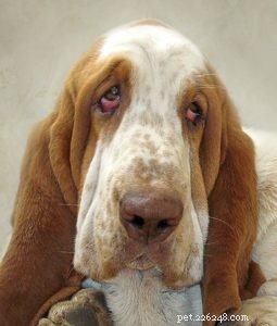 7 problemas oculares graves em cães (e como lidar com eles)