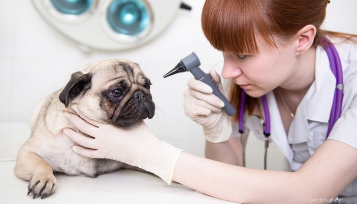 7 problèmes oculaires graves chez les chiens (et comment les traiter)