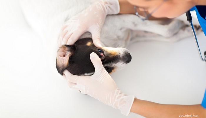 7 ernstige oogproblemen bij honden (en hoe ermee om te gaan)