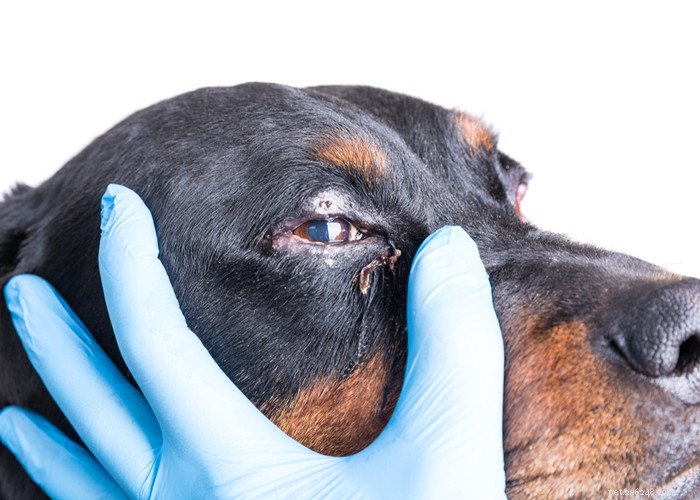 犬の目やに！別名犬の目の放電、原因と治療 