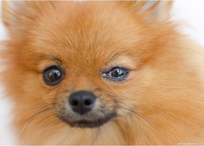 Oogboogers bij honden! ook bekend als hondenoogafscheiding, oorzaken en behandelingen