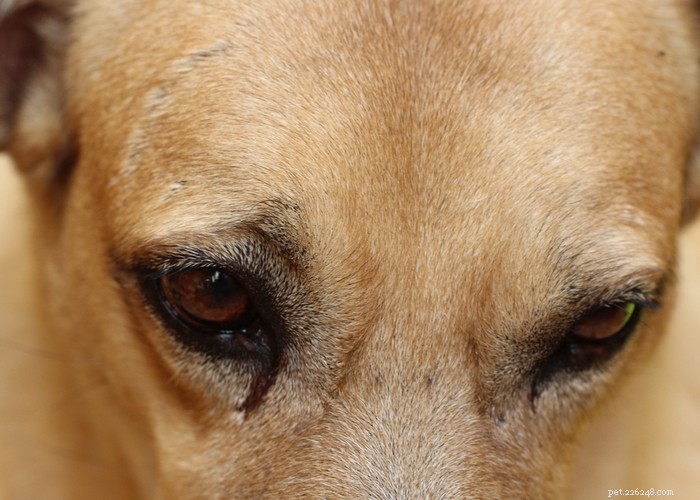 犬の目やに！別名犬の目の放電、原因と治療 