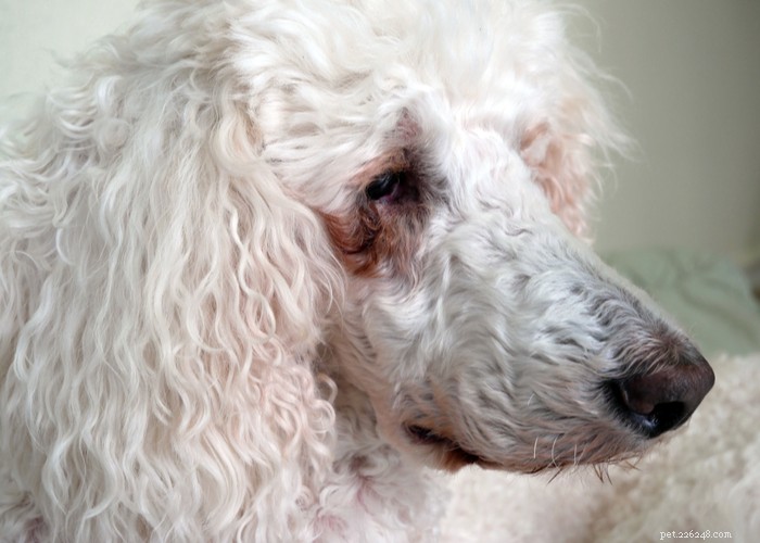 Boogers de olhos em cães! também conhecido como corrimento ocular de cachorro, causas e tratamentos