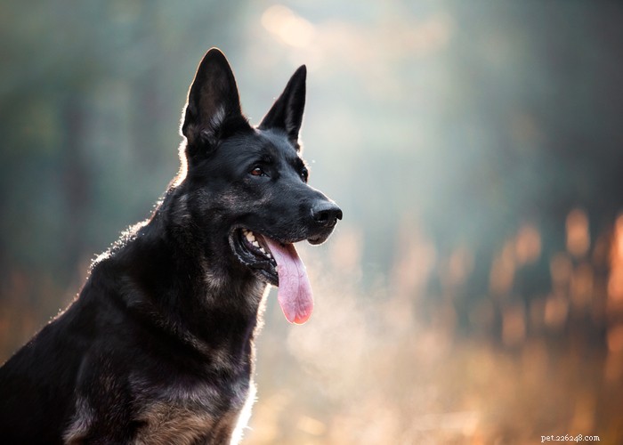 Hundens personlighet:egenskaper, typer, rasspecifika, ägare